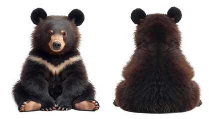 Find cute moon bear cubs adorable bear species wildlife animal images on transparent background