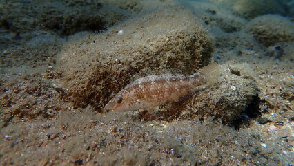Grey wrasse (Symphodus cinereus) undersea, Aegean Sea, Greece, Halkidiki, Pirgos beach
