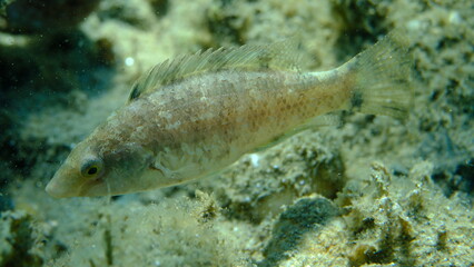 Grey wrasse (Symphodus cinereus) undersea, Aegean Sea, Greece, Halkidiki, Pirgos beach