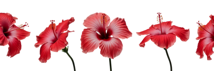 Five vibrant red hibiscus flowers, with delicate petals and prominent stamens, cutout, PNG isolated on white or transparent background