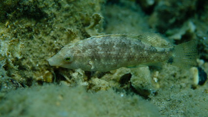 Grey wrasse (Symphodus cinereus) undersea, Aegean Sea, Greece, Halkidiki, Pirgos beach