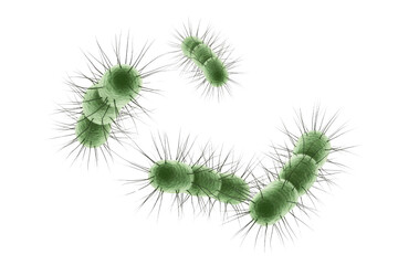 3D rendered image of green, rod-shaped bacteria with pili, resembling E. coli, illustrating microbial structure and potential infection. background removed