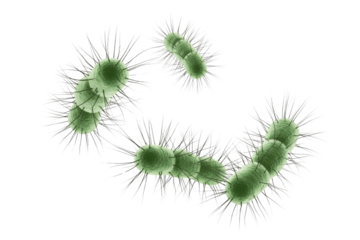 3D rendered image of green, rod-shaped bacteria with pili, resembling E. coli, illustrating microbial structure and potential infection. background removed