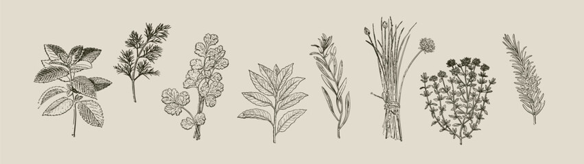 Mixed culinary herbs vintage botanical engraving herbal collection illustration