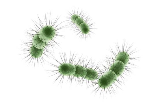 3D rendered image of green, rod-shaped bacteria with pili, resembling E. coli, illustrating microbial structure and potential infection. background removed