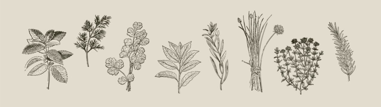 Mixed culinary herbs vintage botanical engraving herbal collection illustration