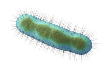 A detailed 3D rendering of a rod-shaped bacterium with numerous hair-like appendages (pili/fimbriae) on its surface, representing a microscopic organism. Cell biology concept. background removed
