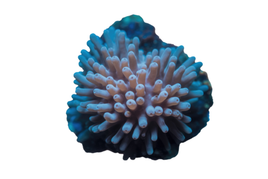 A vibrant blue and pinkish stony coral displaying its distinct tubular polyps. Excellent for marine biology, aquascaping, and ocean themes. background removed