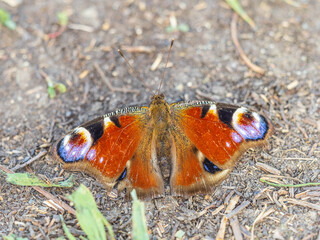 Peacock butterfly on the ground among the grass