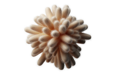 Microscopic view of numerous fuzzy, elongated protrusions resembling cilia or villi, forming a dense, organic cluster with a delicate texture. background removed