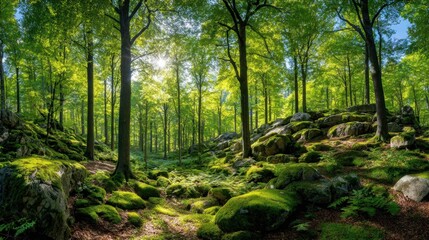Fototapeta premium Lush Green Forest with Sunlight Filtering Through Trees and Soft Mossy Ground Cover in a Serene Natural Landscape