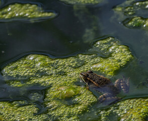 Green frog in a pond