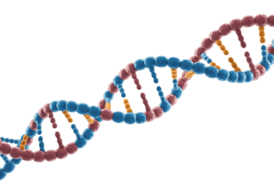 A vibrant 3D rendering of a DNA double helix structure, showcasing its genetic blueprint and molecular biology on a solid transparent background. background removed