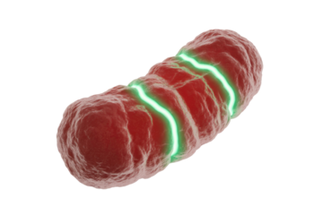 A red, textured cell-like structure with bright green glowing bands, suggesting an energized microscopic organism or biological process. background removed