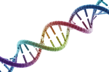 Colorful 3D rendered DNA double helix, illustrating genetic information. Its iconic spiral structure is vibrant against a solid background. background removed