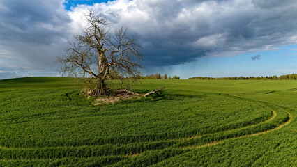 Lonely tree stands tall in a vast green field under dramatic cloudy sky