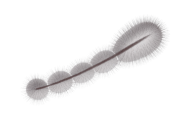 Abstract grey fluffy feather or caterpillar-like object with a dark spine. Soft texture, organic shape, subtle shading on green. background removed