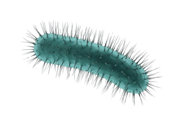 3D rendering of a rod-shaped bacterium, featuring numerous hair-like appendages (pili/flagella), representing microscopic life and microbiology. background removed
