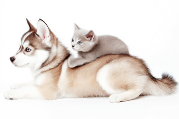 Obraz premium Husky puppy lying down calmly as grey kitten rests on its back. Concept of interspecies trust, affection and comfort with a bright background and clean copy space.