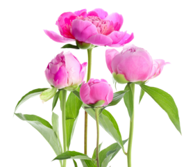 vibrant photograph of four pink peony flowers, including one fully open bloom and three tight buds, displaying lush petals and deep green stems, isolated on a stark transparent background.