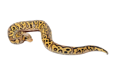 A beautiful ball python (Python regius) with a striking yellow and brown pattern. This morph of the popular pet snake species is known for its calm temperament and unique color variation. 