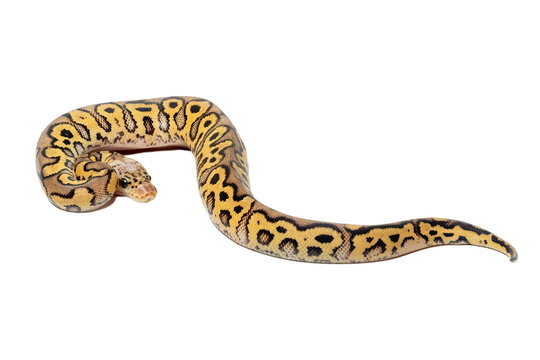 A beautiful ball python (Python regius) with a striking yellow and brown pattern. This morph of the popular pet snake species is known for its calm temperament and unique color variation. 