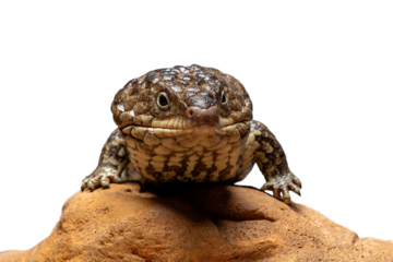 The western shingleback lizard, also known as the bobtail or sleepy lizard, is a slow-moving skink native to arid and semi-arid regions of southern and western mainland Australia.