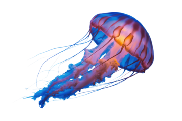 Vibrant, glowing jellyfish with flowing tentacles, showcasing stunning blue, purple, and orange hues against a solid background. A captivating marine creature. background removed
