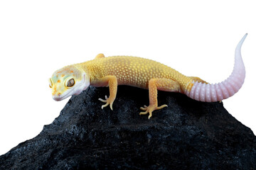 Sunglow morph leopard gecko (Eublepharis macularius) resting on dark rock.