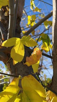 Yellow autumn leaves in forest, vertical fall background