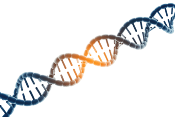 A vibrant 3D rendering of a DNA double helix strand, showcasing its intricate molecular structure with a blue to orange color gradient. background removed
