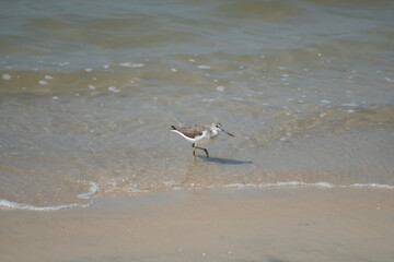 bird on the beach, The common greenshank ,Tringa nebularia