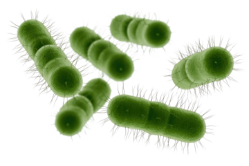 3D render of multiple rod-shaped green bacteria with pili, depicted against a solid transparent background. Represents microscopic organisms or pathogens. background removed