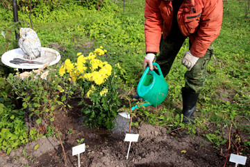 A gray cat lies on the grass, staring intently with wide eyes in the garden on a sunny autumn day - color horizontal photo, close-up