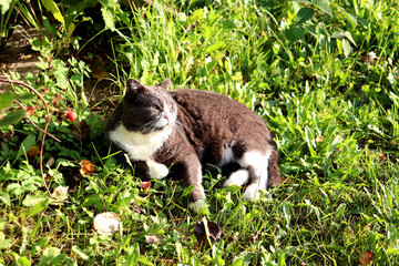 A gray cat lies on the grass, staring intently with wide eyes in the garden on a sunny autumn day - color horizontal photo, close-up