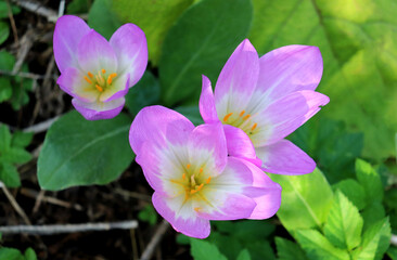 Colchicum flowers in partial shade in an autumn garden on a sunny day - color horizontal photo, close-up