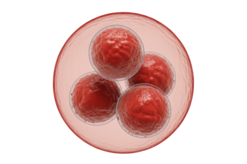 A 3D rendering of an early embryo at the 4-cell stage, showing four blastomeres enclosed within the zona pellucida. background removed