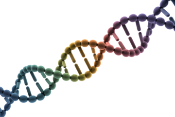 A vibrant 3D rendering of a DNA double helix, showcasing the fundamental structure of genetic information with a colorful gradient. background removed