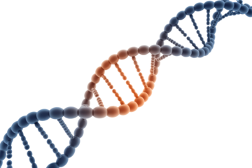 A 3D rendering of a DNA double helix, featuring a highlighted orange segment suggesting mutation, damage, or specific genetic information. background removed