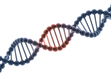 A 3D rendered image of a DNA double helix with a highlighted reddish section, representing genetic information, sequencing, or mutation. background removed