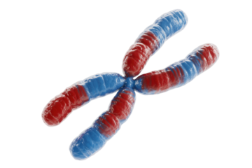 A vibrantly colored 3D illustration of a human chromosome, segmented in red and blue, representing genetic material crucial for heredity and cellular function. background removed
