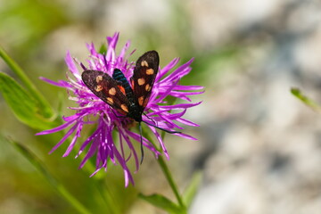 Großes Fünffleck-Widderchen (Zygaena lonicerae)	