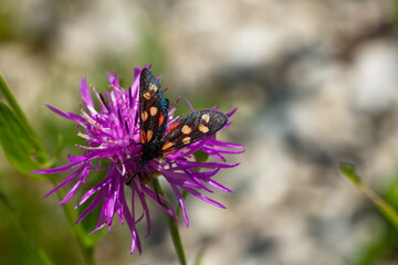 Großes Fünffleck-Widderchen (Zygaena lonicerae)	