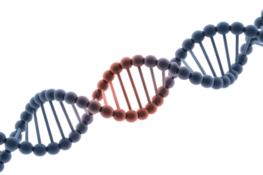 A 3D rendered image of a DNA double helix with a highlighted reddish section, representing genetic information, sequencing, or mutation. background removed