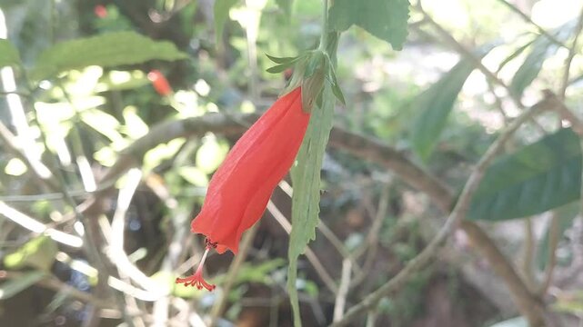 Stunning Red Hibiscus Bud (Koli Joba) Close-Up in 4K | Natural Flower Beauty Footage