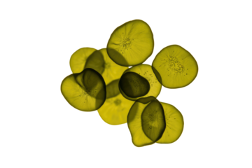 Translucent golden kiwi slices, illuminated from behind, revealing delicate internal structures and tiny seeds, creating an abstract and fresh composition on green. background removed