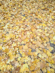Top view of yellow orange leaves fallen from the tree on the ground. Wet and colourful red brown leaf on the floor in rainy day in Autumn, Nature pattern texture background. High quality photo