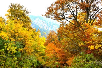 Colorful canopy with yellow and orange foliage of a temperate, deciduous, broadleaf forest