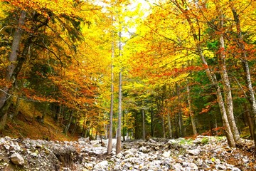 Rocks covering the forest ground and the trees in yellow and orange autumn foliage