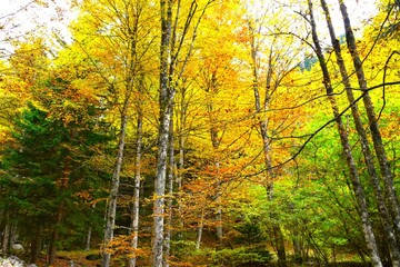 Colorful broadleaf, deciduous, temperate forest with yellow, orange and green foliage with sycamore maple trees